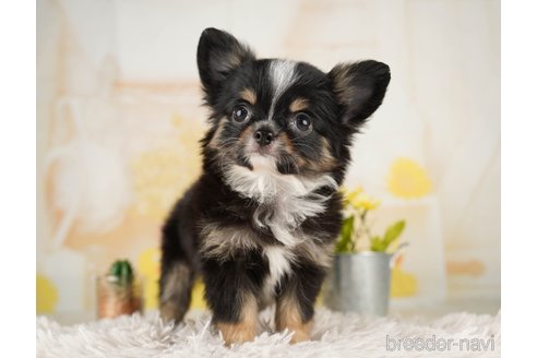 成約済の千葉県のチワワ(ロングコート)-251067の2枚目